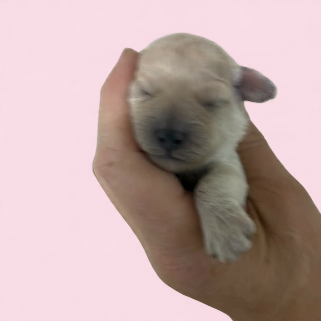 Adorable 10lb Goldendoodles